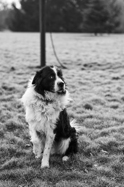 Grayscale Photo of a Border Collie Sitting on a Grassy Field