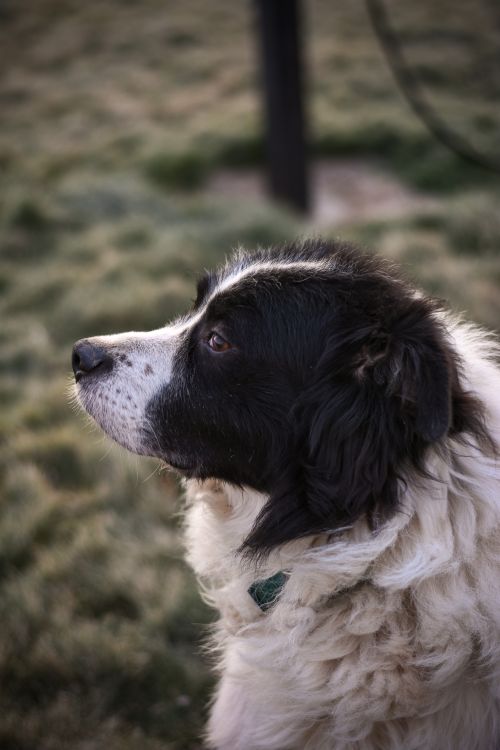 Free Close-up of a border collie dog sitting outdoors with a blurred background. Stock Photo