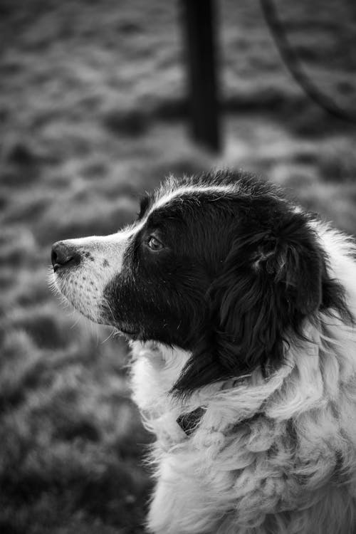 Grayscale Photo of a Border Collie