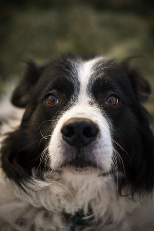 動物, 可愛, 可愛的 的 免費圖庫相片