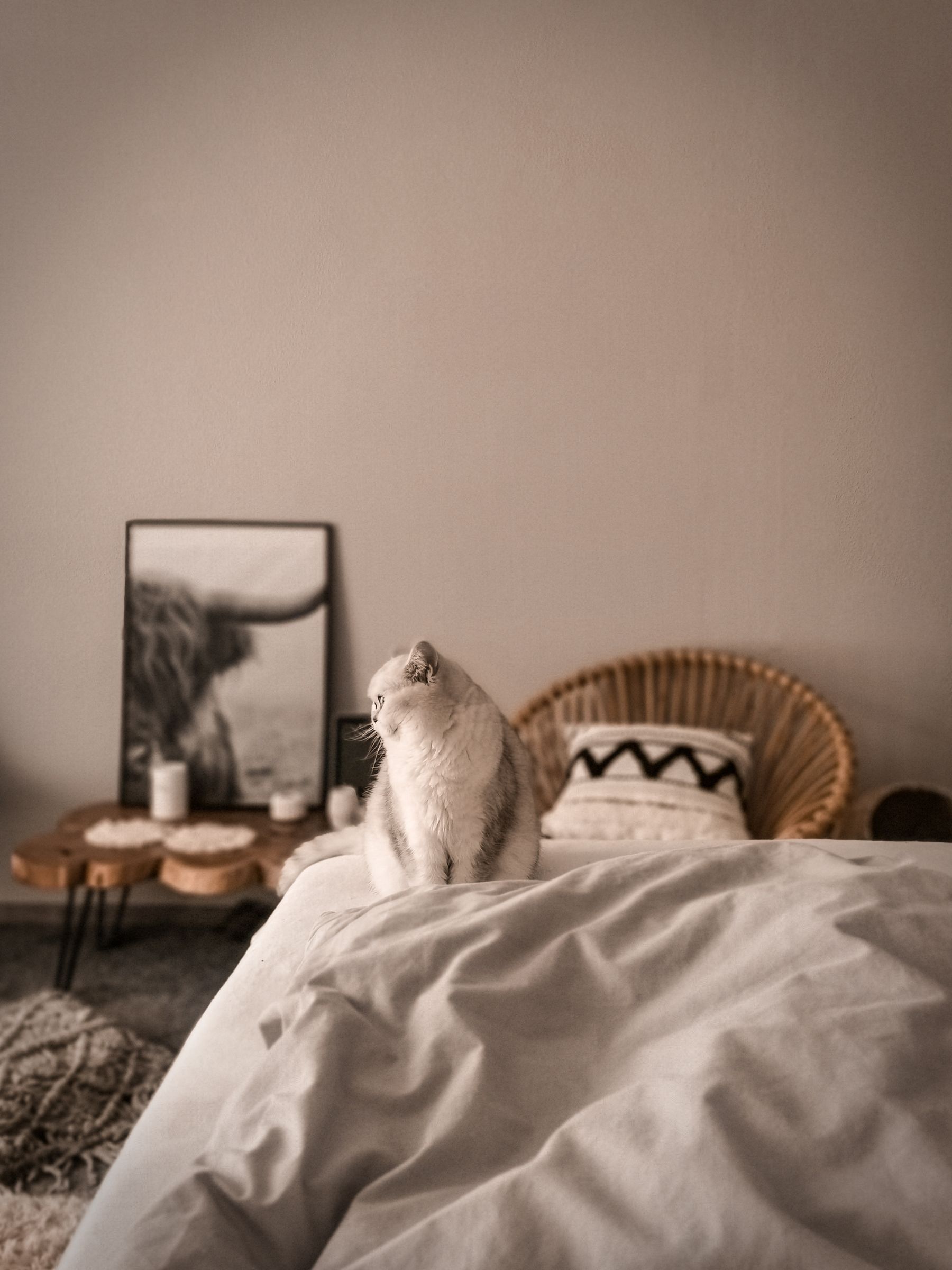A cat sitting comfortably on a bed at home