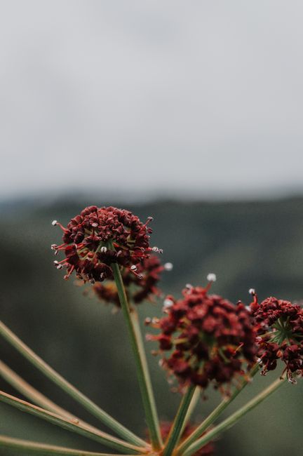Sanguisorba flowers with pleasant aroma growing on thin stalks under light sky in daytime