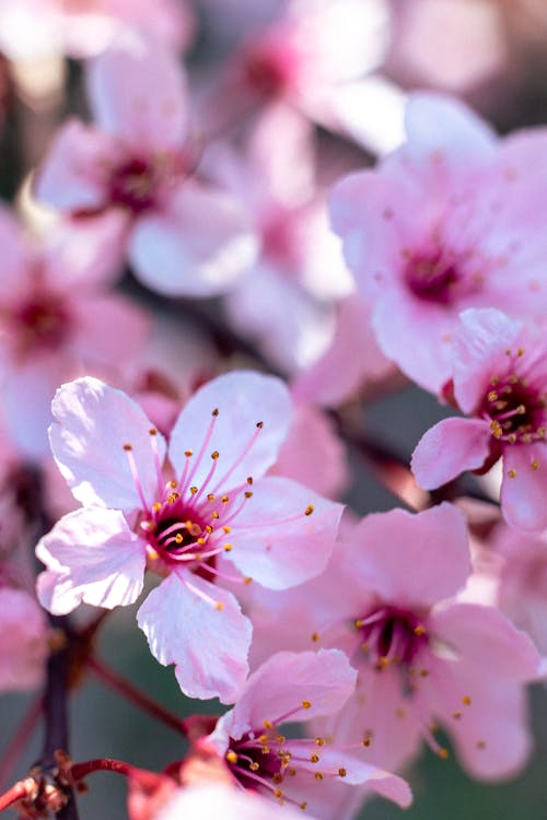 Close-Up Shot of Pink Cherry Blossoms in Bloom
