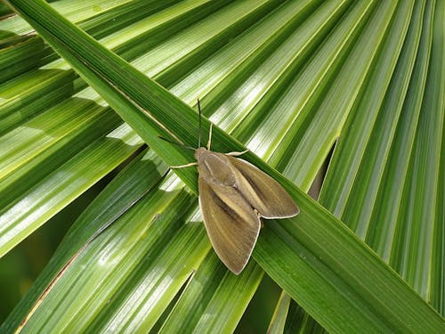 Gratis lagerfoto af palmivore, papillon