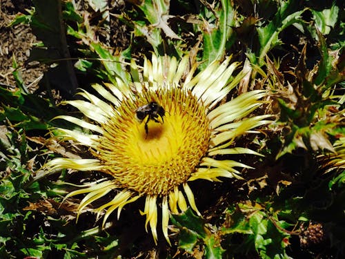 Gratis lagerfoto af abeille, fleur