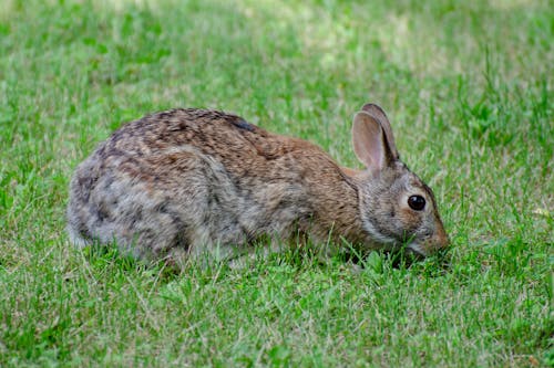 Free A Rabbit on the Green Grass Field Stock Photo