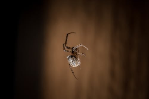 Δωρεάν στοκ φωτογραφιών με macro shot, orb weaver, web