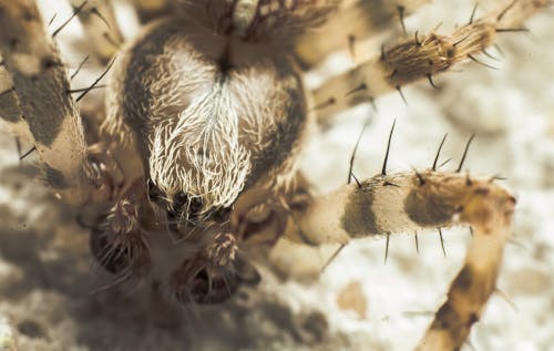 無料 ウェブ, クモ, トラップの無料の写真素材 写真素材