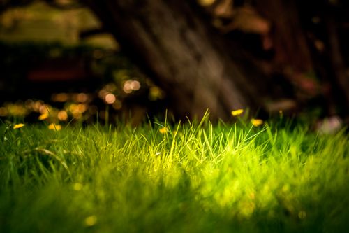 Free Bright green grass illuminated by sunlight, capturing a serene outdoor atmosphere. Stock Photo