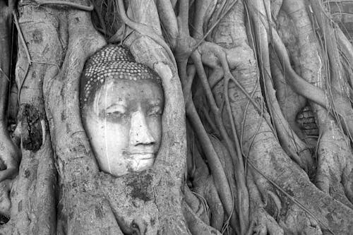Ücretsiz ağaç, antik, ayutthaya içeren Ücretsiz stok fotoğraf Stok Fotoğraflar