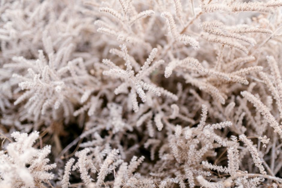 Frozen branches of evergreen tree covered with white hoarfrost and needles of crystals in Göreme