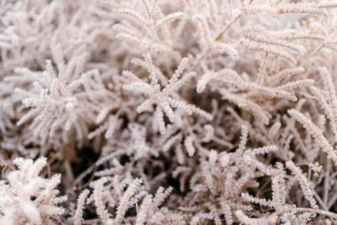 Frozen branches of evergreen tree covered with white hoarfrost and needles of crystals