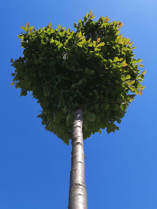 Free stock photo of tree
