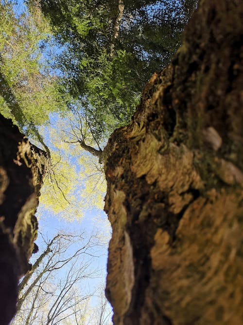 Free stock photo of norway, trees, woods