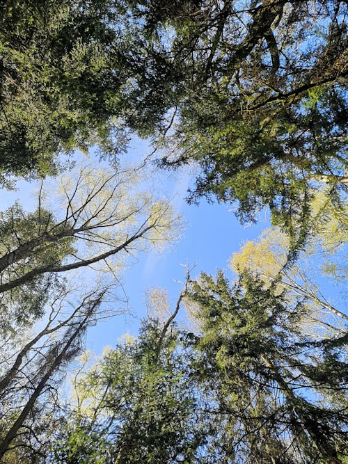 挪威, 森林, 樹木 的 免費圖庫相片