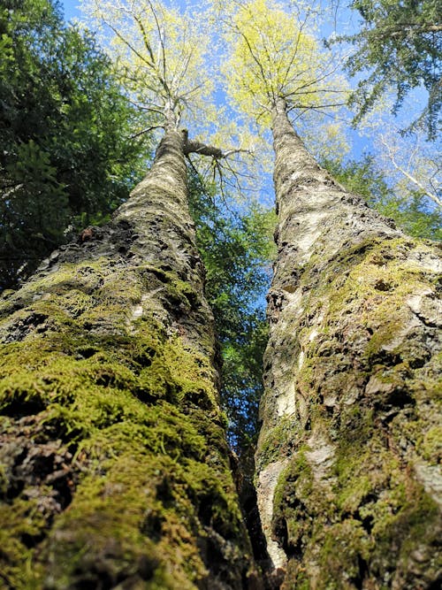 Free stock photo of moss, norway, trees