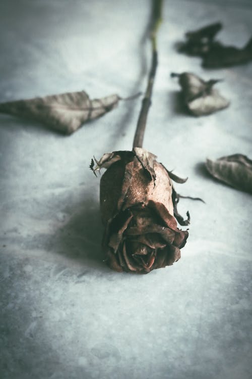 Základová fotografie zdarma na téma detail, flóra, růže