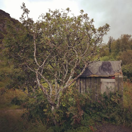 Free stock photo of cabin, lofoten, log cabin