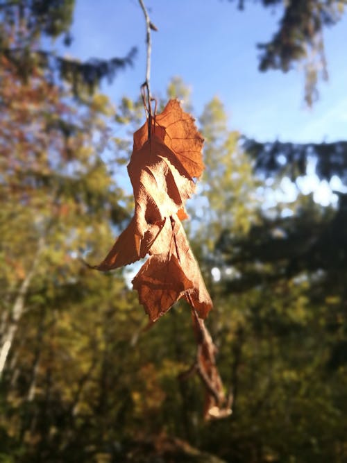 Free stock photo of autumn leaf, leaf