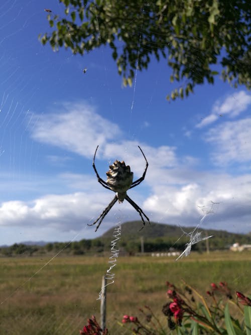 Free stock photo of mallorca, spider