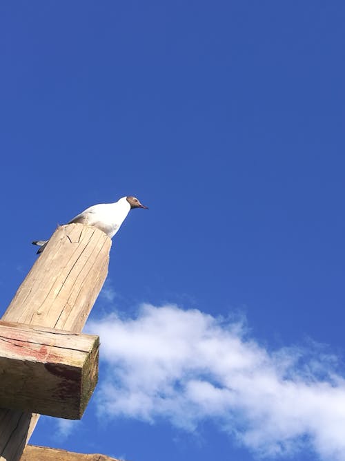 Free stock photo of black headed gull, cross, gull