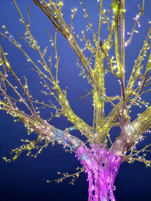 Free stock photo of christmas lights, christmas tree, holidays Stock Photo