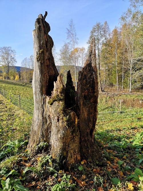 Free stock photo of bole, dead tree, moss