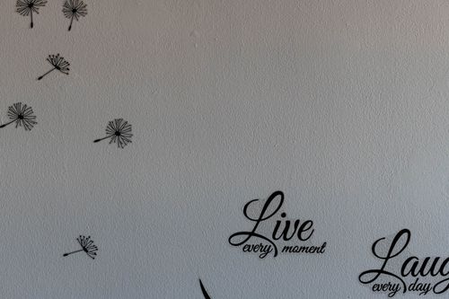 Free stock photo of alive, dandelion, dandelion flower Stock Photo