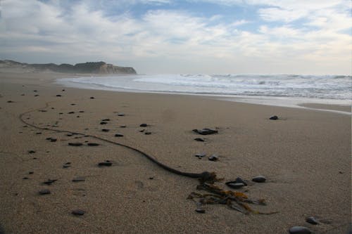 Free stock photo of bull kelp on scott creek beach