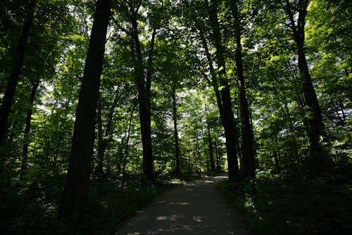 Photos gratuites de arbres, bois, forêt