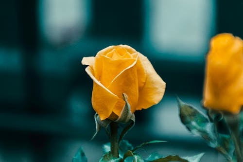 Close Up Photo of a Blooming Yellow Rose