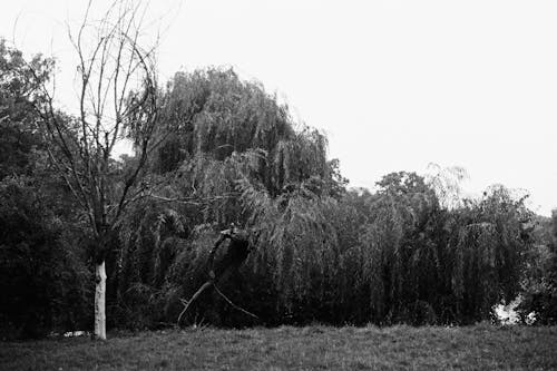 Free Grayscale Photo of Trees Stock Photo