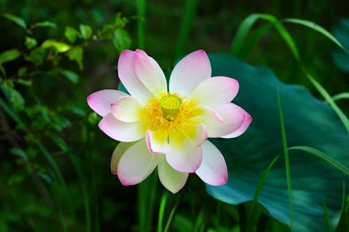 Close-Up Shot of Indian Lotus in Bloom