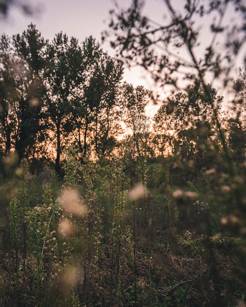 Ilmainen kuvapankkikuva tunnisteilla auringonlasku, hämärä, ilta