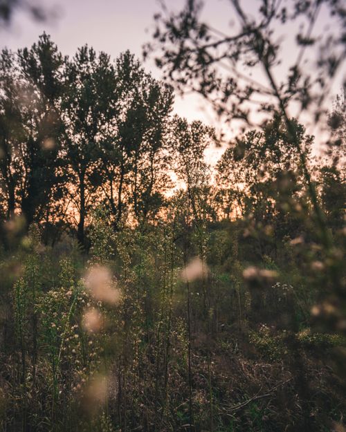 Free Lush field in Lombardy at sunset with trees silhouetted against a pink sky. Stock Photo