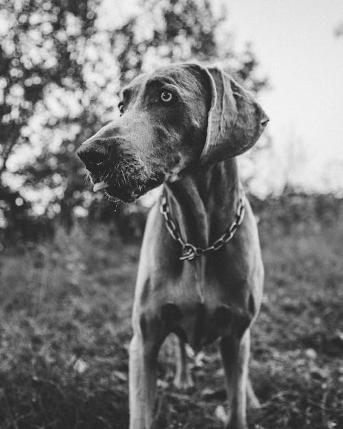 Free Grayscale Photo of a Dog  Stock Photo