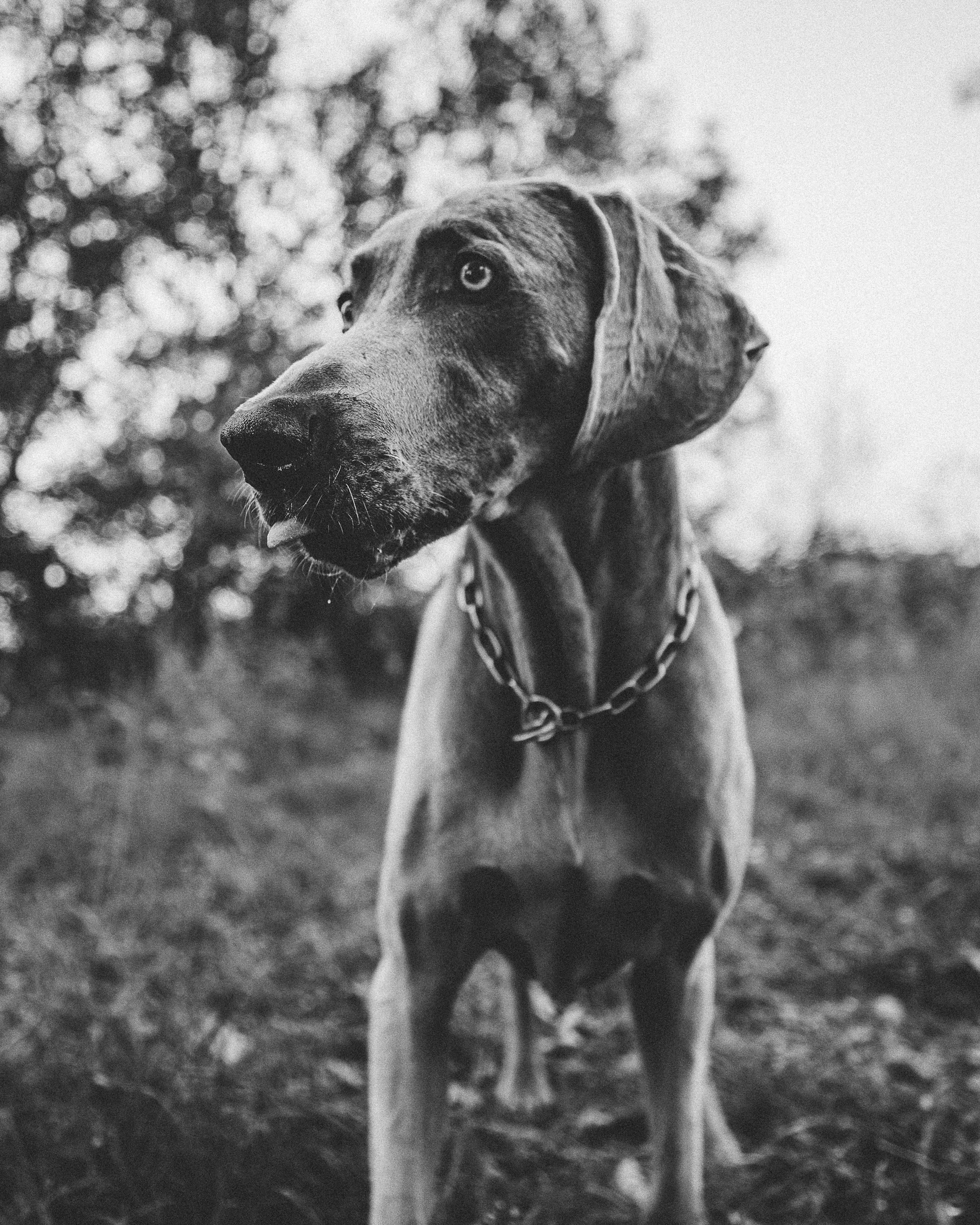 Grayscale Photo of a Dog in Grass Field · Free Stock Photo