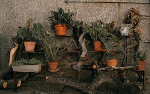 Free Potted Plants om Metal Shelves Stock Photo