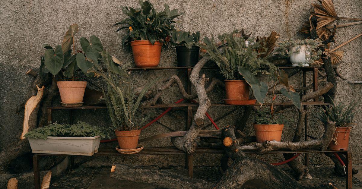 Why Your DIY Plant Shelves Collapse (And The Overlooked Truths That Keep Them Standing Tall)