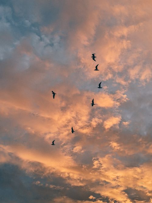 Free A serene view of birds flying against a vivid sunset sky with orange and blue clouds. Stock Photo