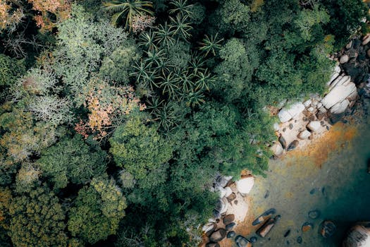 Aerial view of a lush tropical forest meeting the serene coastline, showcasing nature's vibrant beauty.