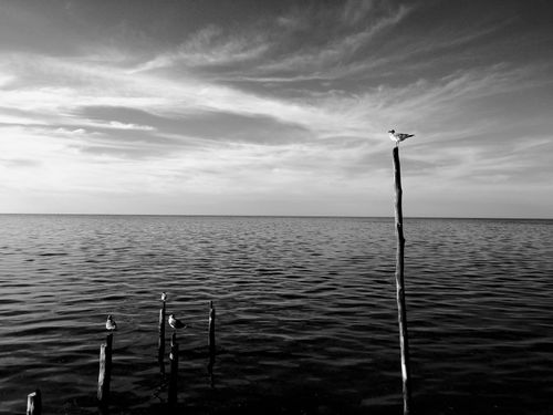 Free Black and white photo of seagulls on wooden sticks over calm ocean near Campeche. Stock Photo