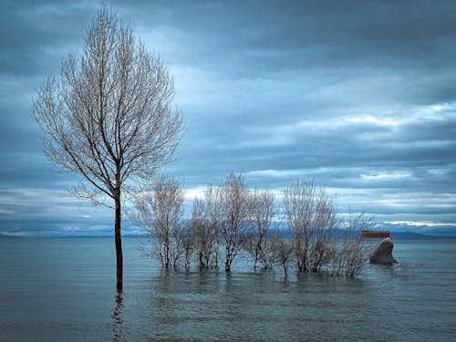 Photos gratuites de arbres nus, beau paysage, lacs