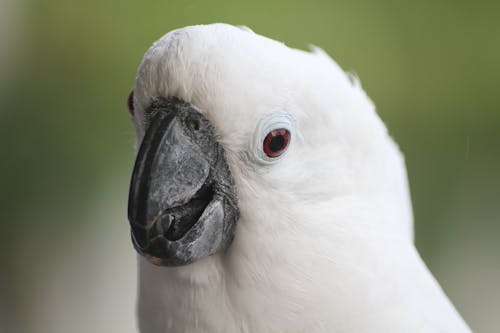 A Close-Up Shot of a White Cockatoo