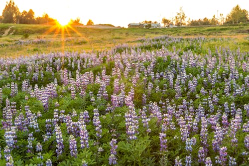 Free stock photo of beautiful flowers, evening sun, field