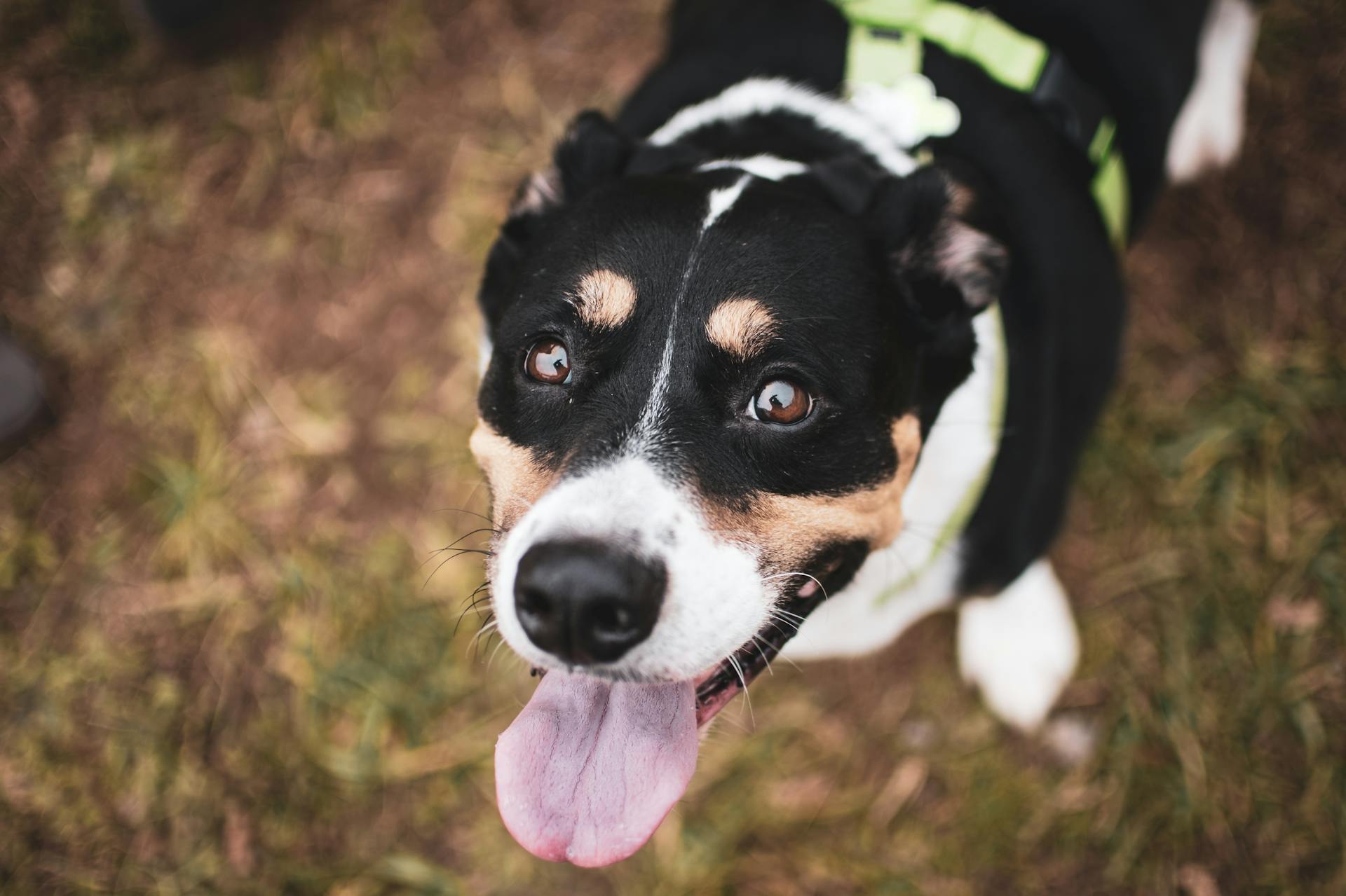 Une photo de près d'un chien Jack Russell