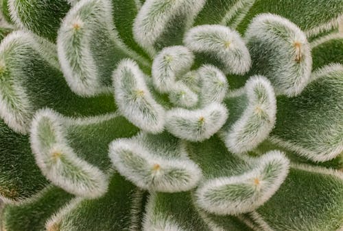 Foto profissional grátis de fotografia de pequenos seres, natureza, plantas