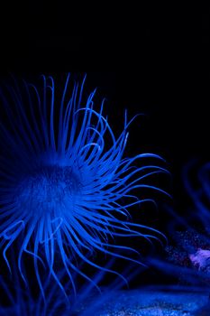 Stunning close-up of a glowing blue sea anemone in the dark waters of the ocean.
