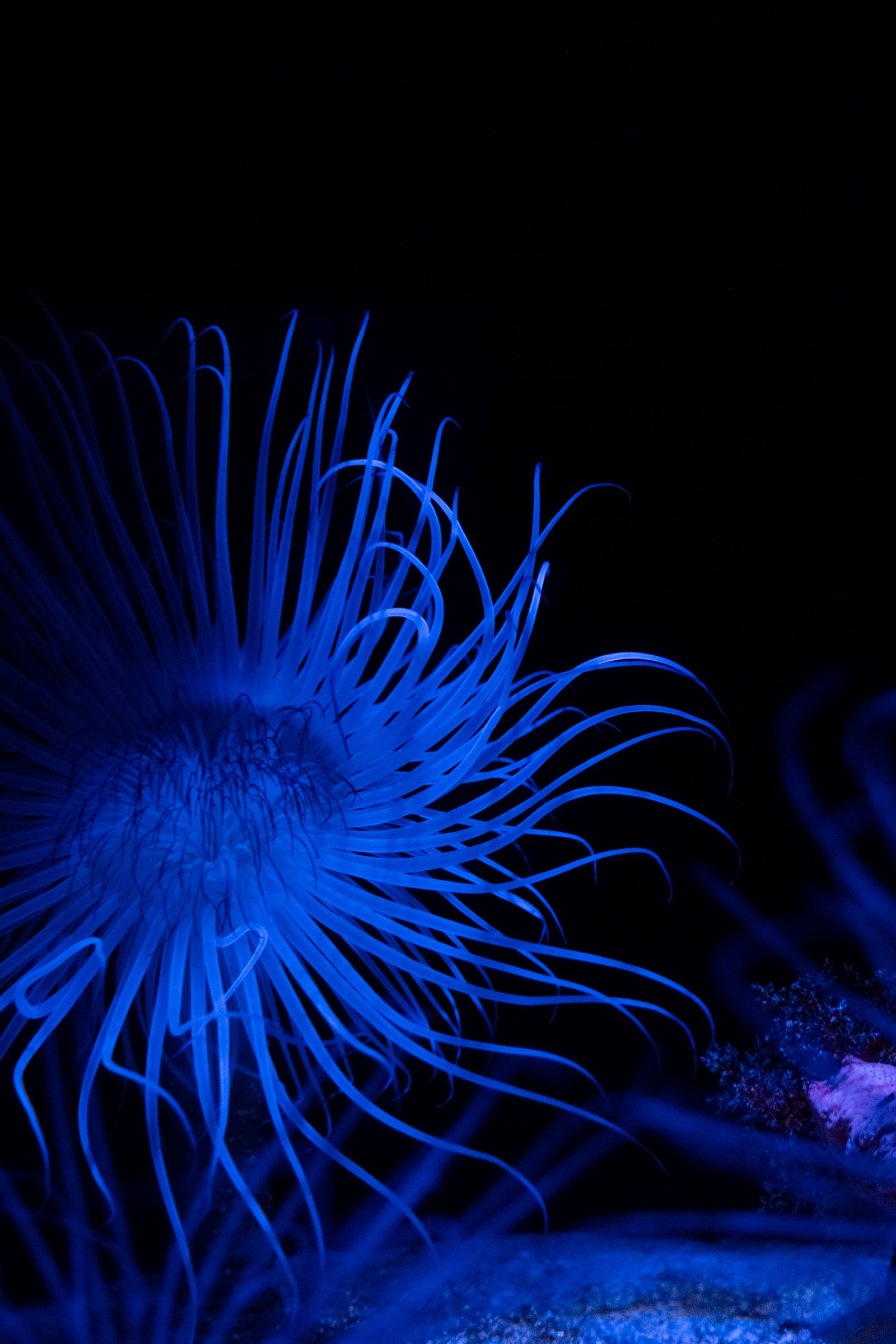 The dusk dive that runs into the night one