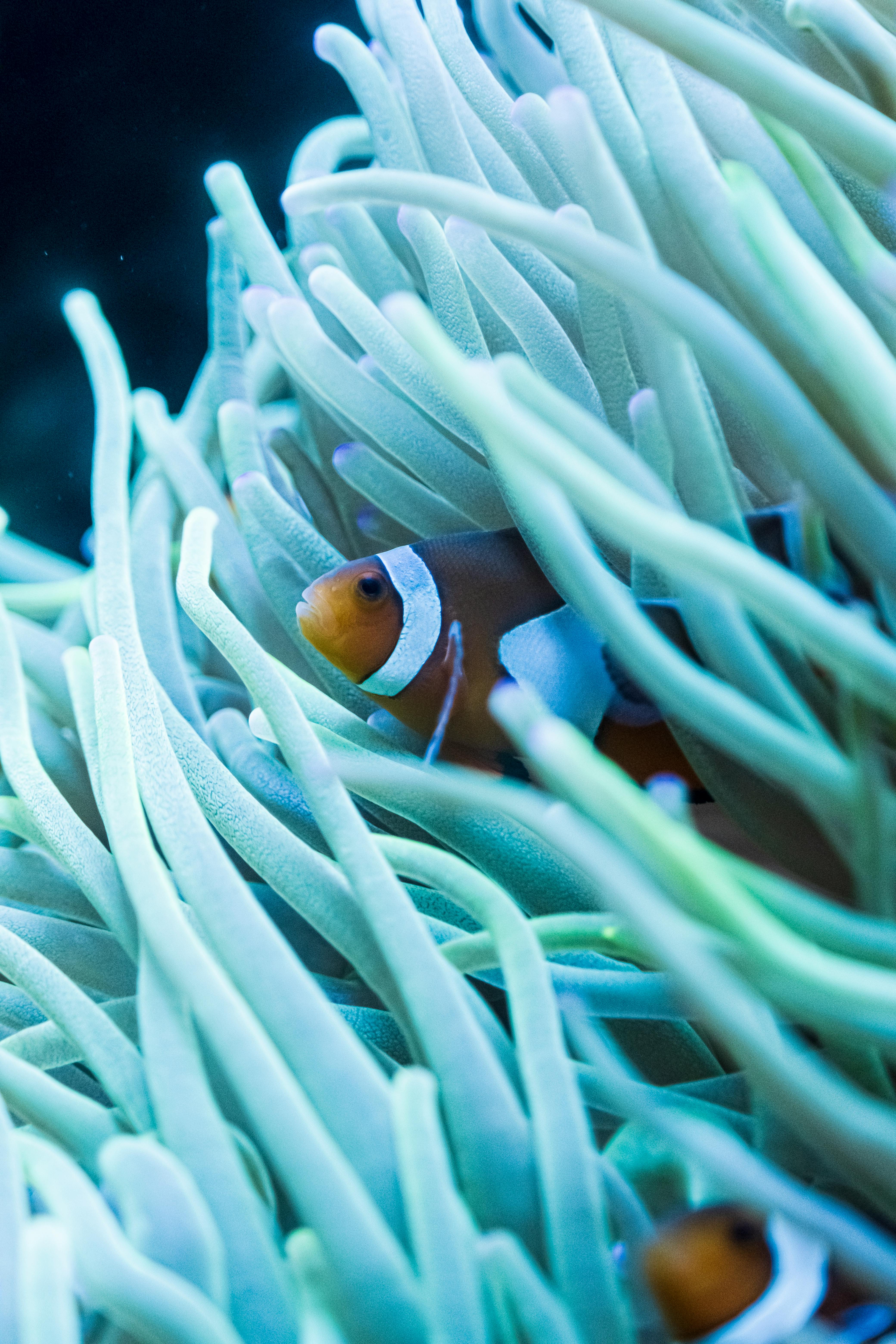 clown fish wallpaper